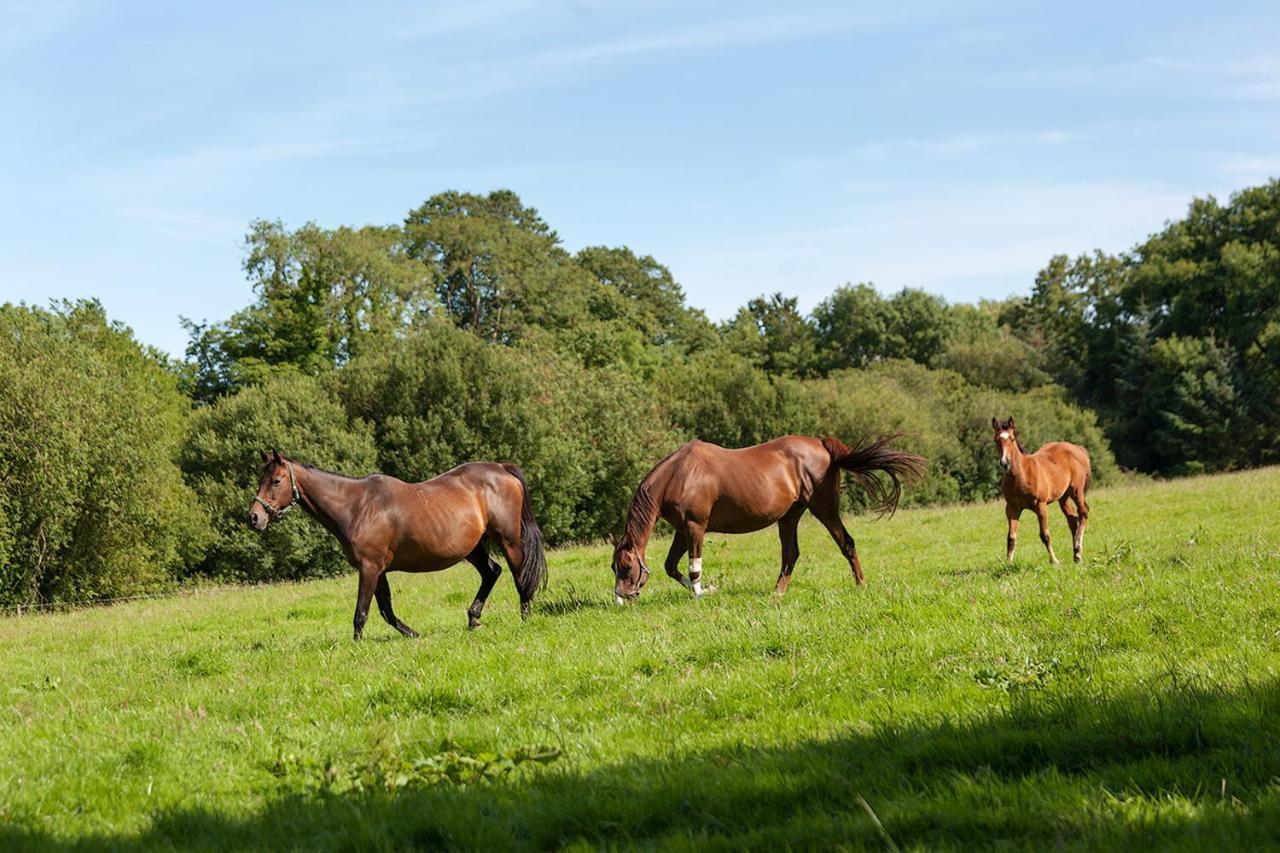 Coolcormack Stud B&B Dungarvan  Exterior photo