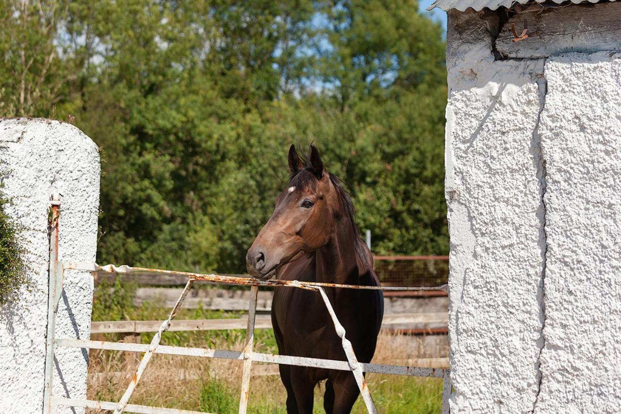 Coolcormack Stud B&B Dungarvan  Exterior photo